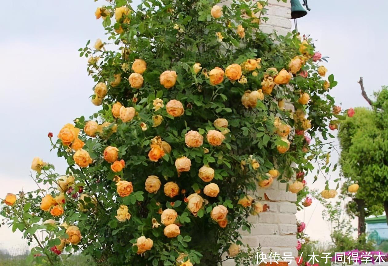 为什么说院子里要有藤本月季?看过上百个小院,我羡慕了