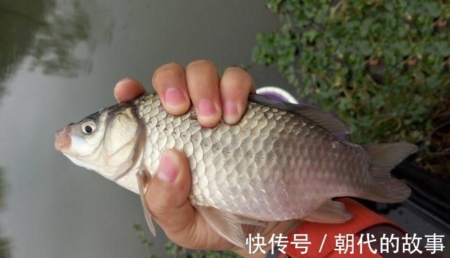 大河冬季鱼情差,台钓你钓深还是钓浅可以当作参考