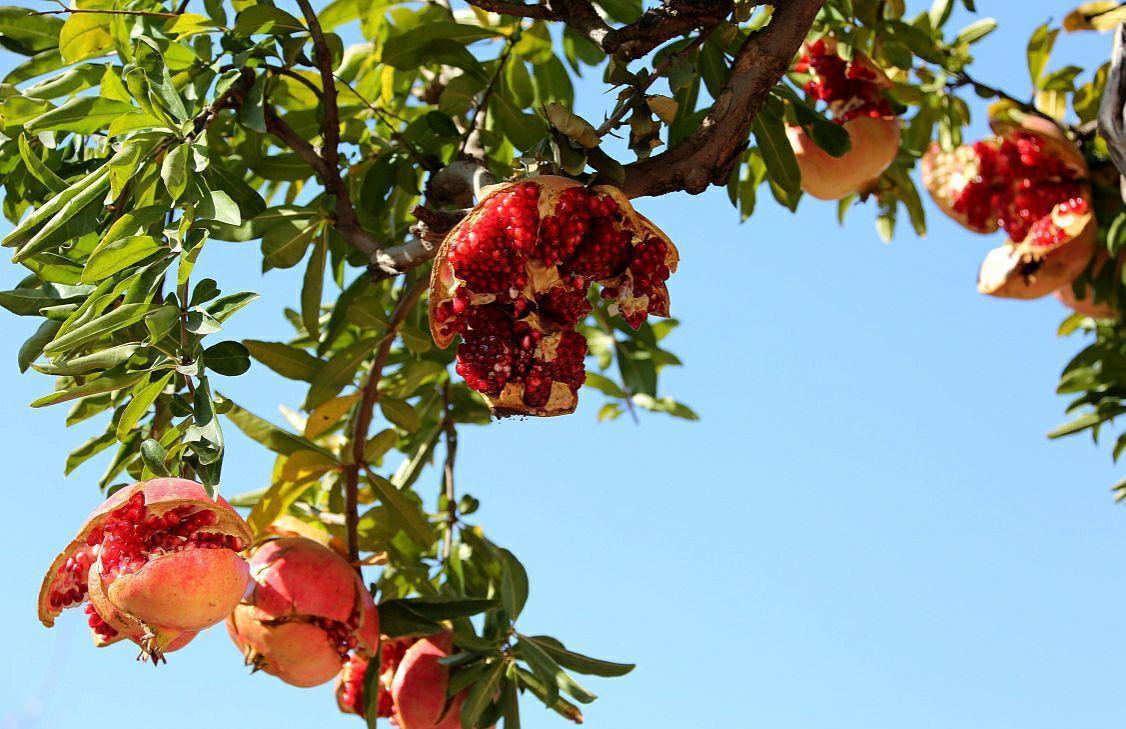 石榴|石榴树如何修剪？掌握4点方法，株型漂亮结果多