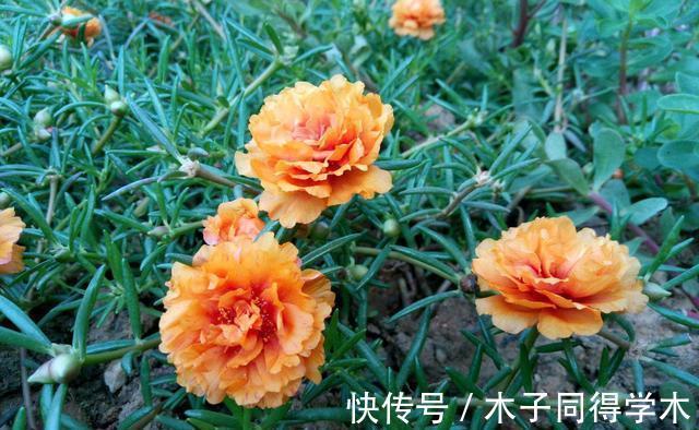 繁殖|3种花不用买,路边掰点枝叶扦插,天热生根快,轻松繁殖一大群