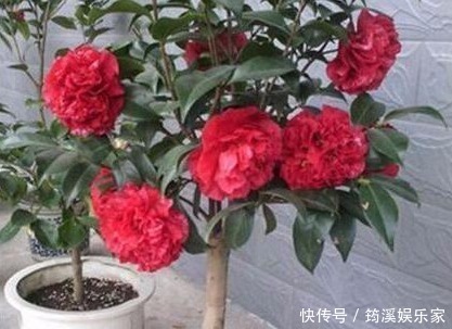 盆花|什么淘米水、啤酒水都不如它,“一勺”养爆一盆花,就怕你不认识