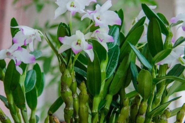 胰岛素|天然“胰岛素”暴露了,常用来泡水喝,血糖或悄悄降,远离并发症