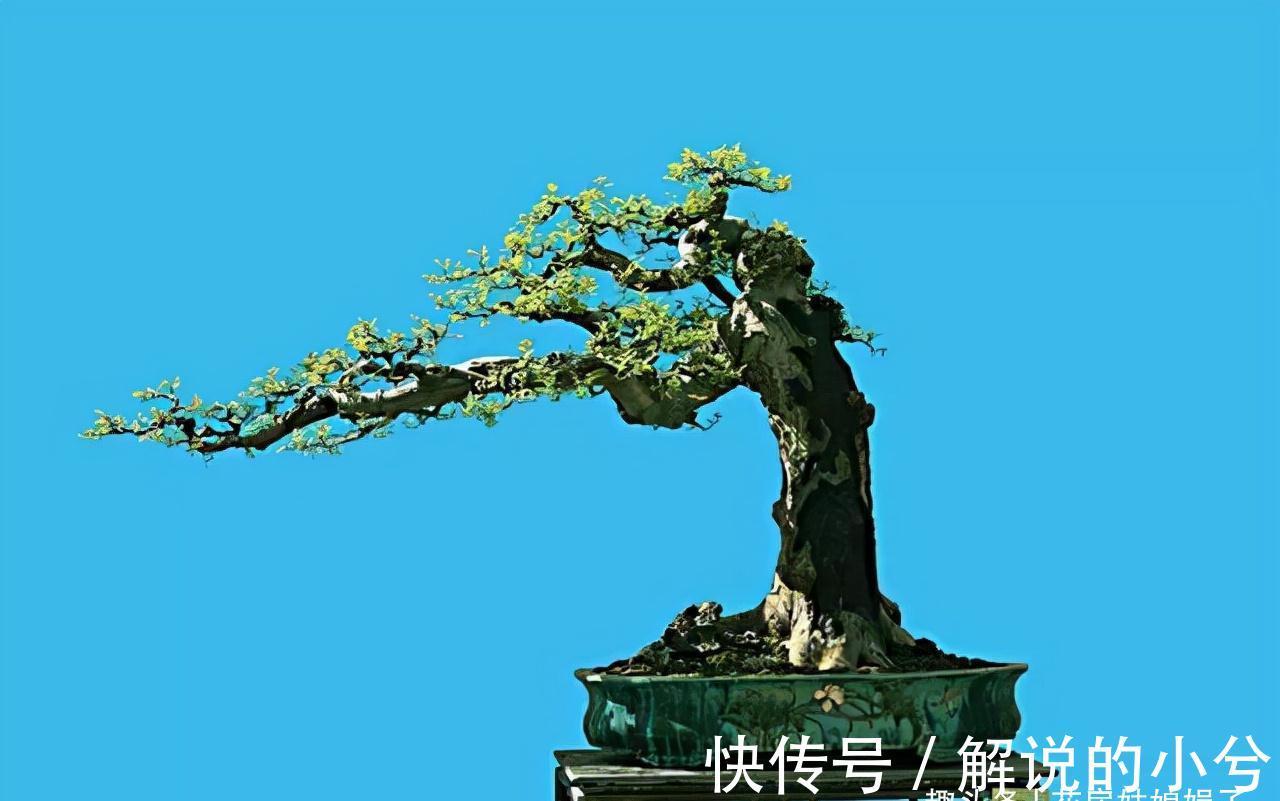 根系|养花要先养根，根系弱植株也会生长不良，做好6点，养出强壮根系