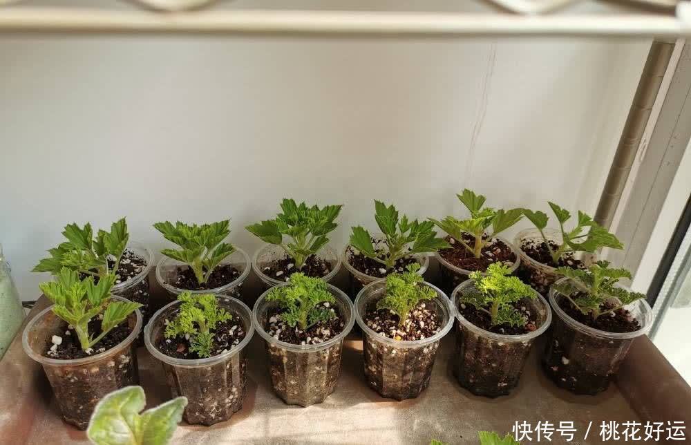 鸡蛋壳|家里4种不起眼的东西拿来养花,土壤更疏松,花花长得更快更好