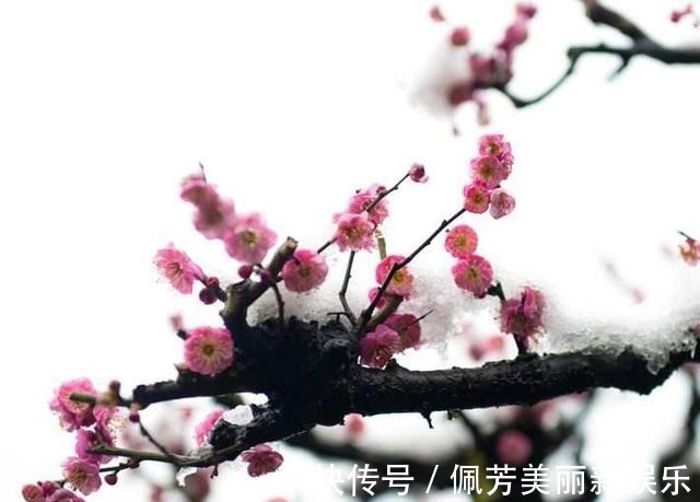 梅香雪&清新一片晨风静,唯有梅香雪中漫