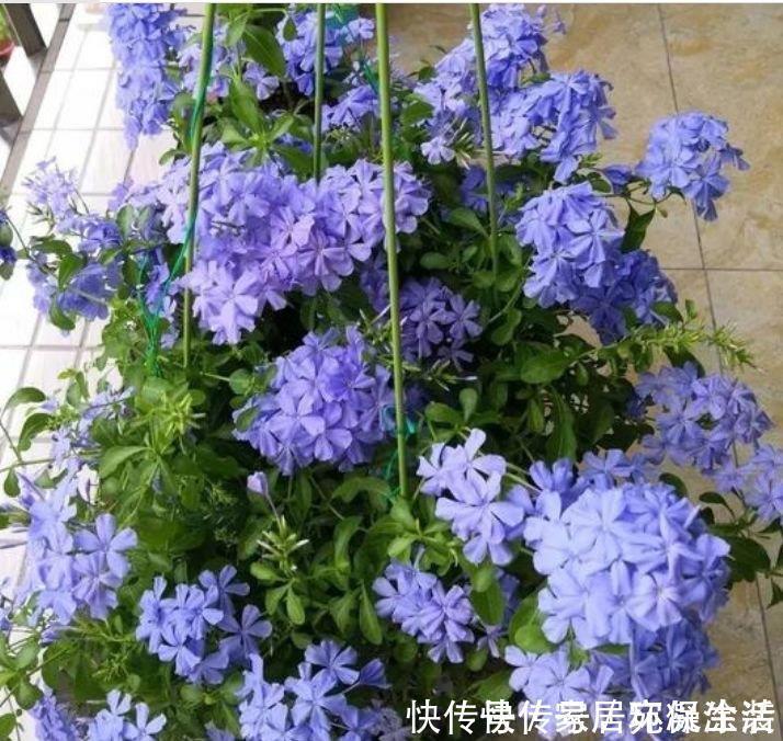 种花|4种花，美得“倾国倾城”，妖艳妖娆，层层交叠，烂漫迷人眼