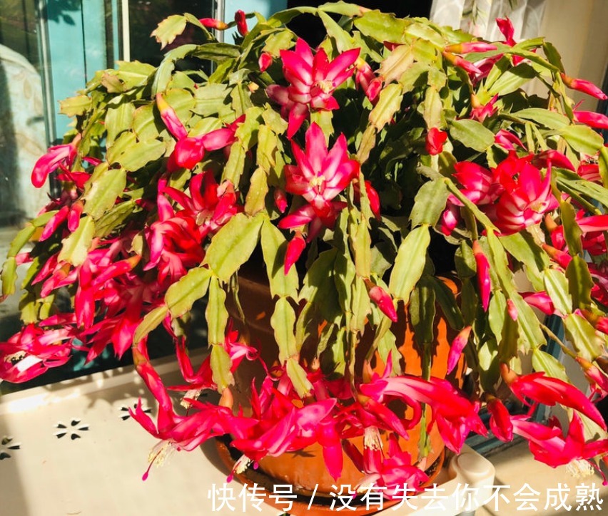 蟹爪兰长出这种叶子，立马掰掉它，嗖嗖冒花苞！