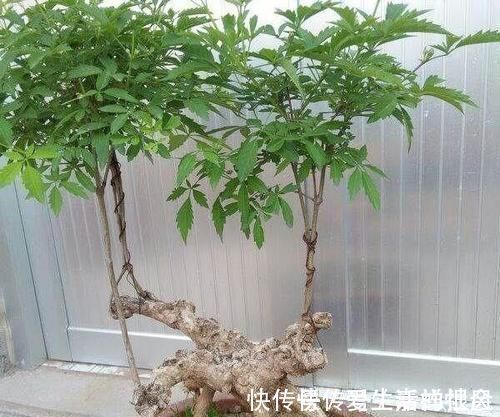 修剪|怎样才能将山上常见的荆疙瘩做成漂亮的盆景?