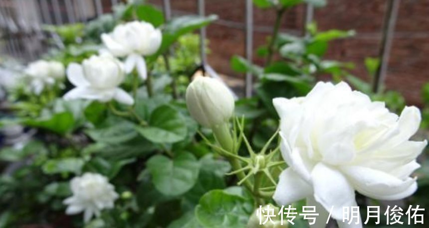 枝条|3种花“越剪越旺”，没事常剪剪，剪成秃头，一月大变样，开花多