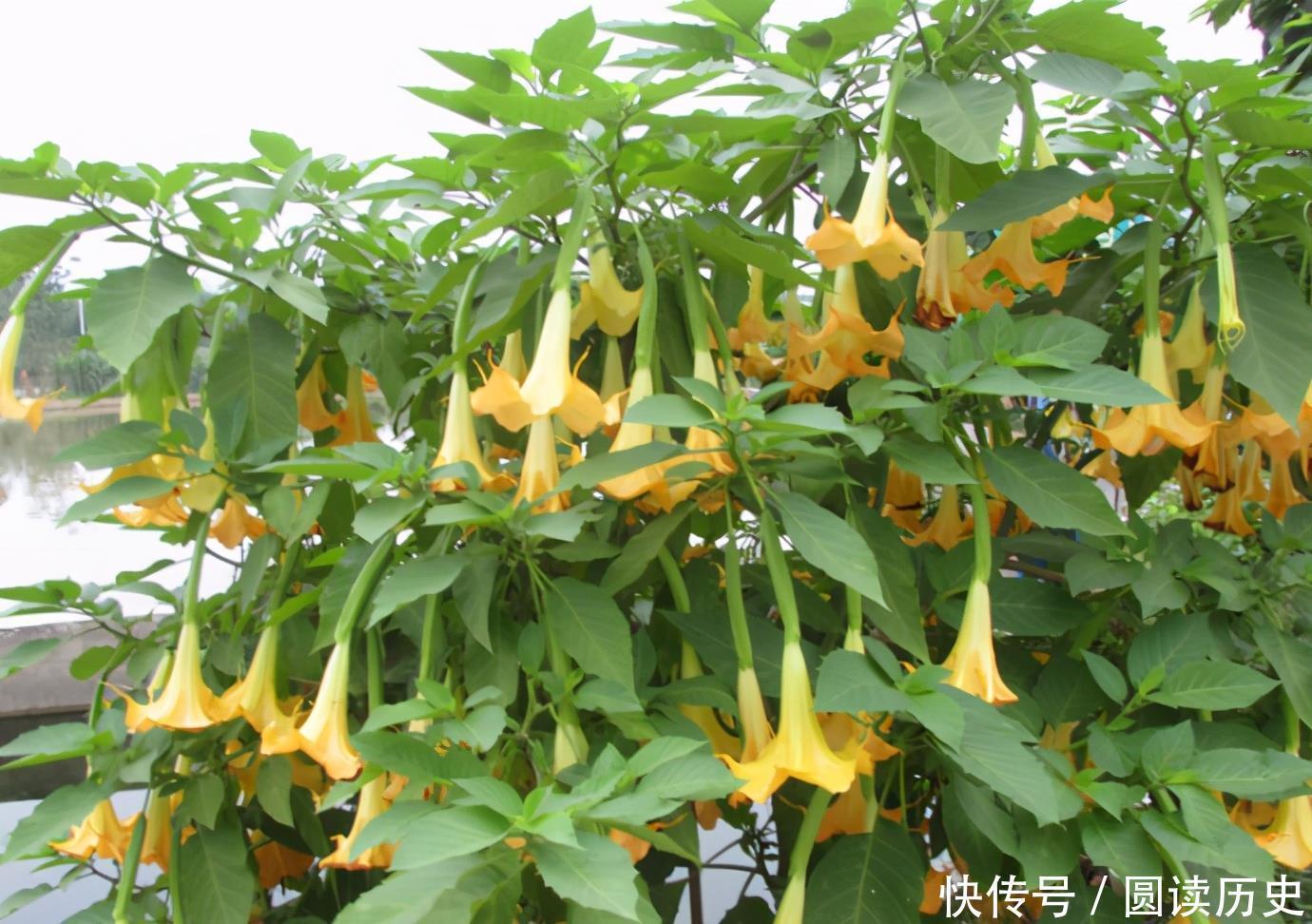 有些“网红花”,都带“毒性”,瞪大眼睛看清楚,别瞎买