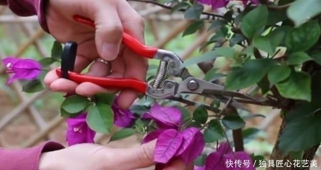 修剪|4种常见的漂亮花,花后别“偷懒”,赶紧剪一剪,接着花开又一茬