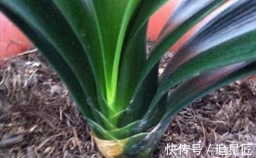 松针土|一种“万能土”,养花的人抢着挖,养兰花、君子兰杠杠滴