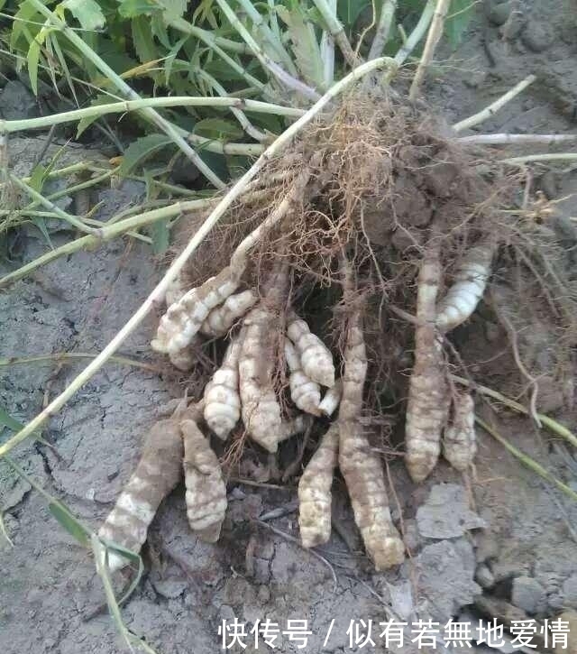 马蹄菜|农村大山特有的6种美味蔬菜，个个都很美味，你吃过几种