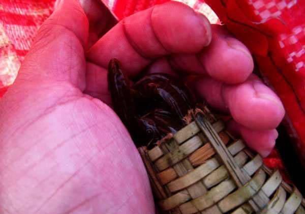 打工仔回到家乡,再钓一次故乡河里的小鱼