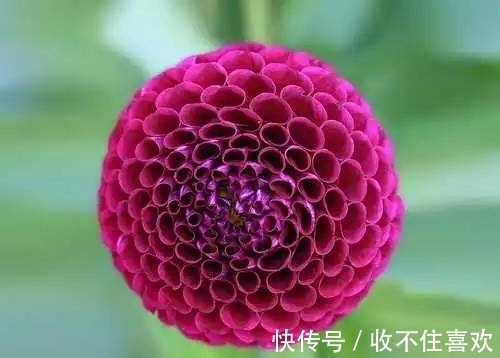 植物|神“造”般的植物奇景,仿佛画作精品,小编已深深着迷!