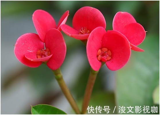 光棍树|花友们想清楚了,这三种花不要轻易的在家养,有潜在的危险