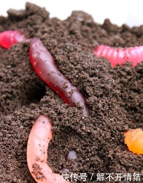 看完|被称为“黑暗料理王国”的英国,这些他们的美食,看完不吐你厉害