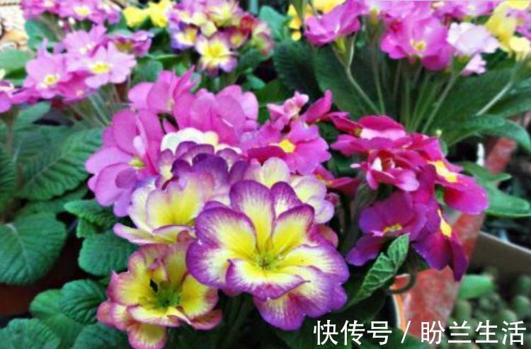 超好养护的花卉，沾点水就疯长，开花勤还爱爆盆，超好看的