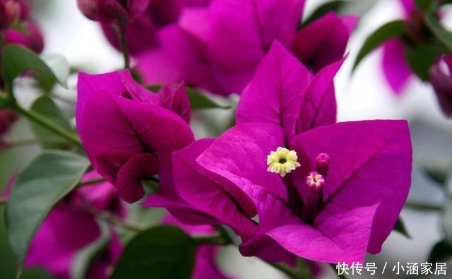 花卉|学会这5招,三角梅变老桩不再是问题!