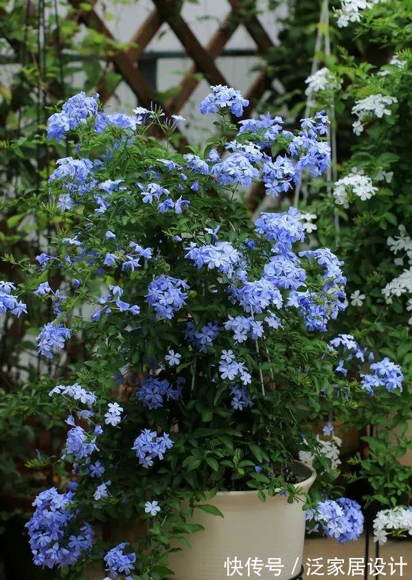 太阳花|8种“漂亮花”,堪称“不死花”,随便养一养,新芽爆满缸