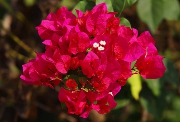 三角梅爆盆很容易,满足它的“小癖好”,花苞蹭蹭冒,拦都拦不住