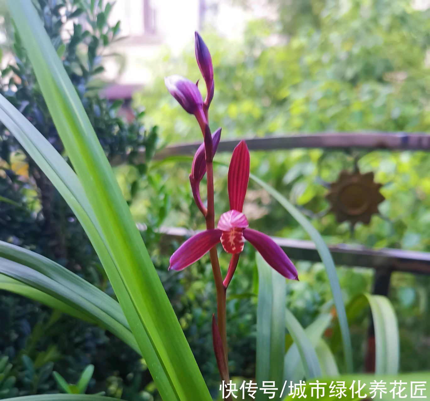 新芽|兰花的粗壮根为什么往天上长而不是往盆底扎？