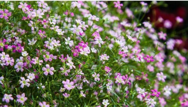 阳台养这几朵花,花期长,花色艳丽,开成花海,邻居都羡慕