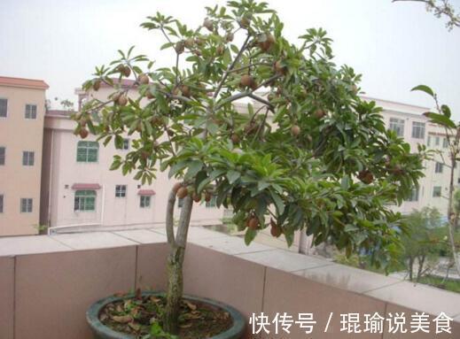 花盆|4种“果核”不要扔,埋土里,5天之后“惊喜”不断,观叶又收果!