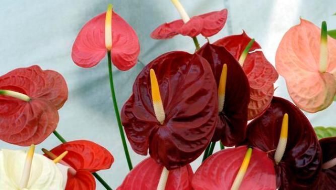 待机时间超长的3种花,一朵开100天以上,家里养一盆很喜庆