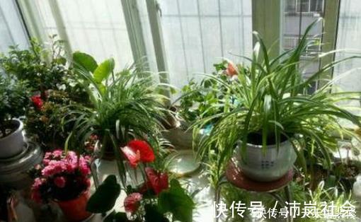 冬季给花浇水，4种“夺命水”不要浇，室内易伤根，养一盆死一盆