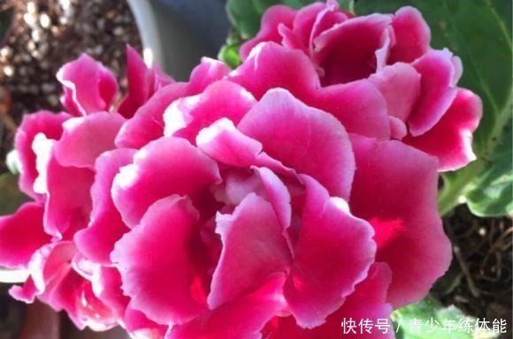 扦插|这种花“太顽强”,叶子“剪碎”插土里还能发芽,开花还非常漂亮!