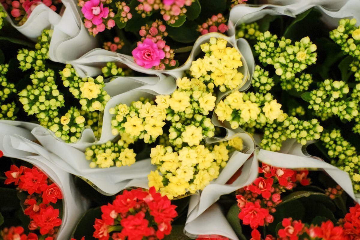 花友|养1盆就上瘾的花，掐根枝条就能活，一盆能生十几盆