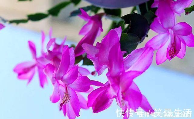 花蕾|蟹爪兰这么浇水，不仅不死，反而长的更好了