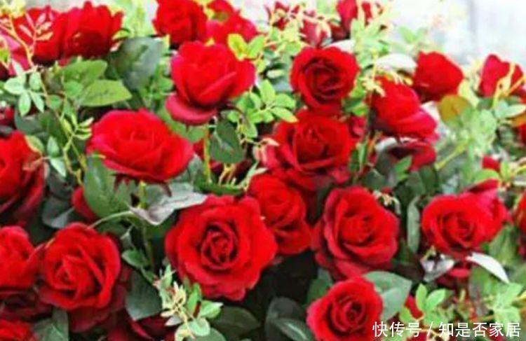 4种花现在养刚刚好,好养易活开花漂亮,招财又纳福