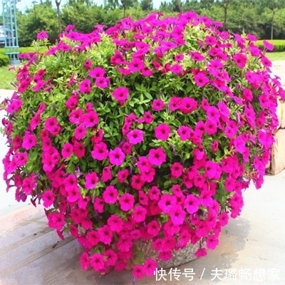 懂花的人,喜欢此5种盆栽,“花比叶子多”,轻松养到爆盆