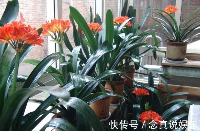 君子兰、蟹爪兰不开花给你说个小方法,天一凉快,叽里咕噜开花