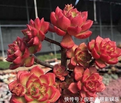 老桩|4种多肉,适合新手养,丢土里就能活,独苗一年长一群