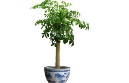 叶子|幸福树刷刷掉叶子，清楚几点，告别幸福树掉叶子