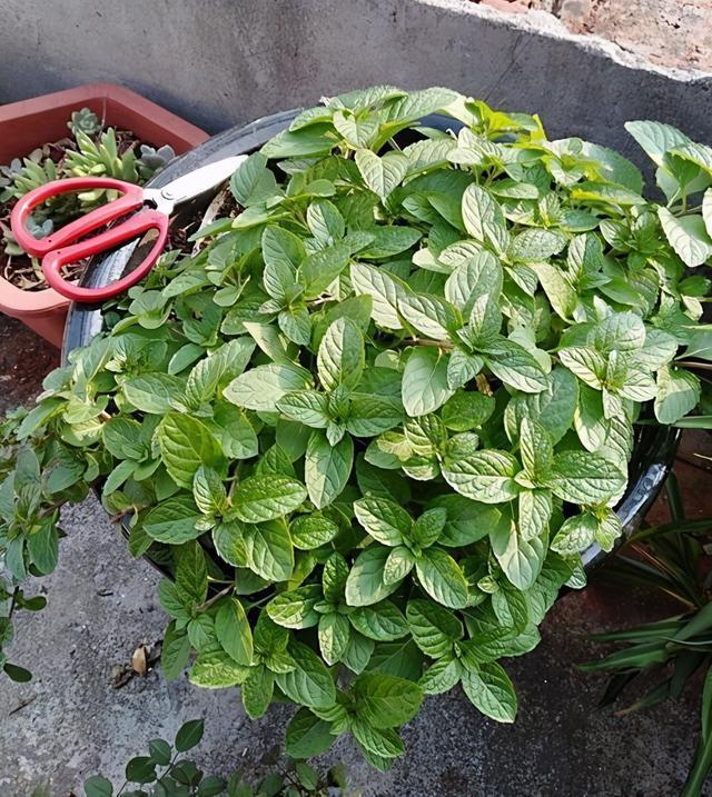 扦插|邻居的院子夏日几乎没“蚊虫”,原来是因为养了3种花,我也要养