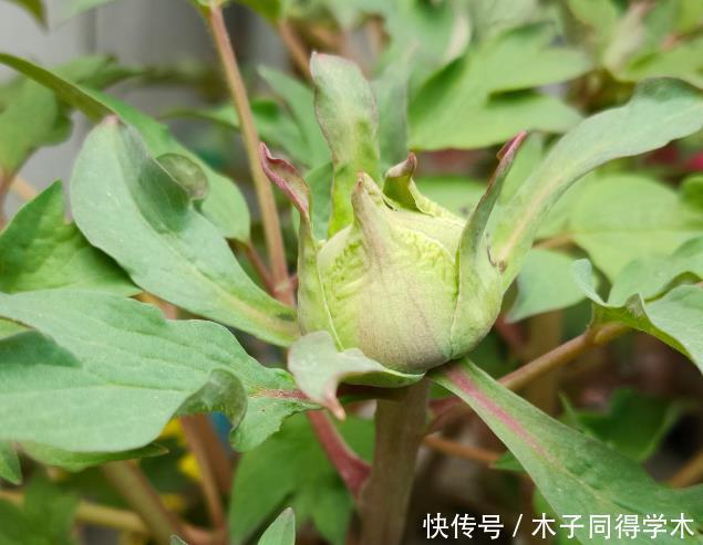 马上进入花期的花,10天一次肥,下个月就开花