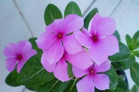 郁金香|农历7月6号起，最适合养这些花，漂亮像玫瑰，一年四季开放