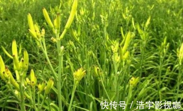 代森锰锌|黄花菜防治失眠、清热解毒,农民如何收获高产的黄花菜,只需四点