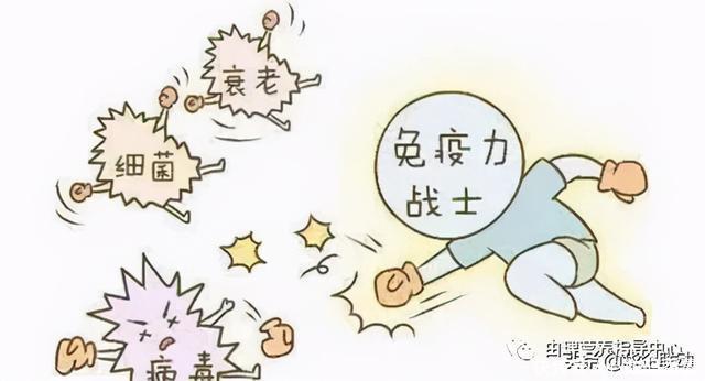 膳食蛋白质与老年人免疫力