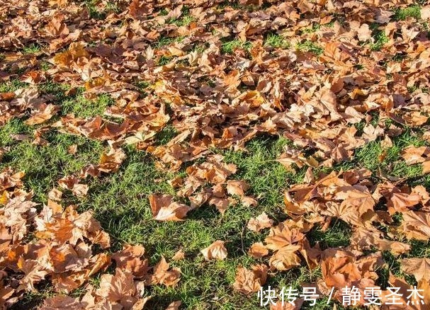 艾草|以下几种野菜,竟是清热解毒和养肝明目的良药,好吃更健康