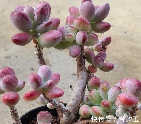 多肉植物什么时候才可以控养，服盆期间能不能晒太阳