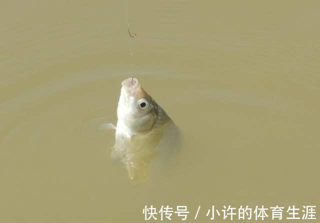 鱼口太轻，打不中实口，用这三招，马上轻口变顿口