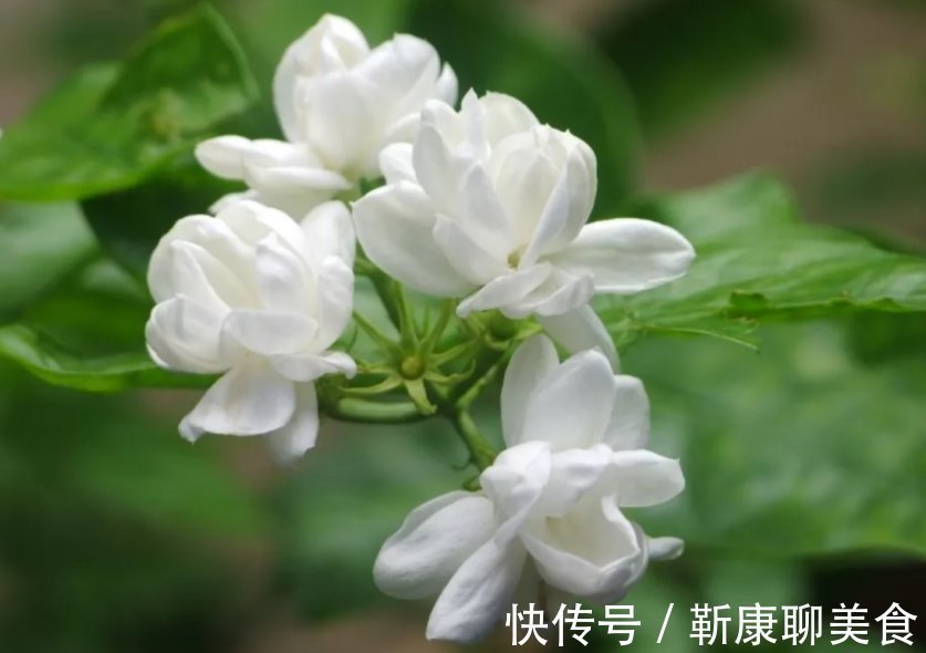 茉莉年年冬天死?症结就在这5点,做好了没毛病