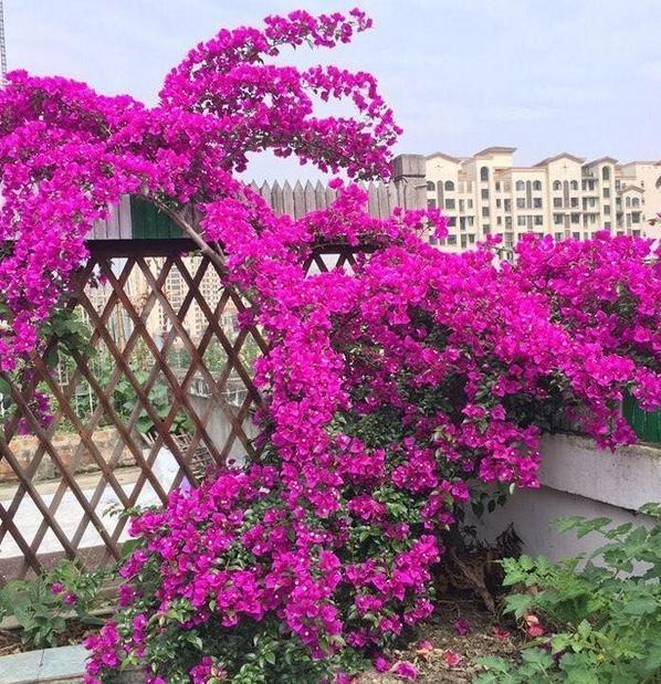 三角梅入秋管理做好4点，花开到过年