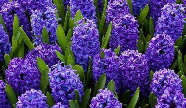 长长“蓝莓”挂枝头,晒晒太阳开出满枝花,原来它是风信子