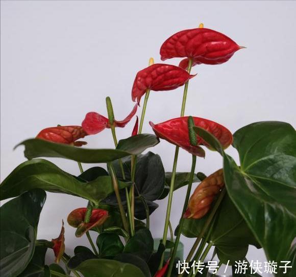 长寿花|5种“富贵花”，谨记“穷养它”，大盆换小盆，才能开满富贵花